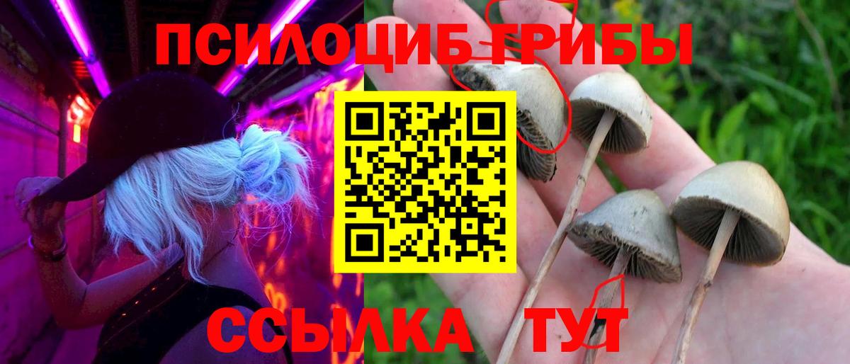 Майский  Псилоцибиновые грибы Psilocybine cubensis  Вход с VPN 